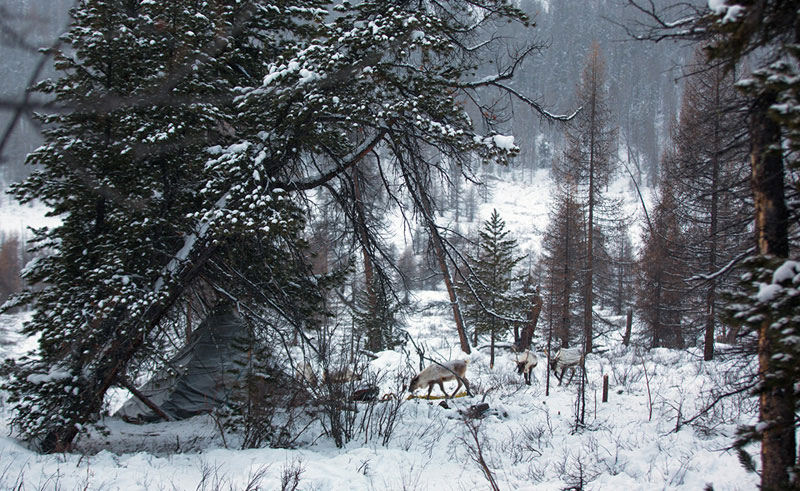 mongolia local travel guide tips